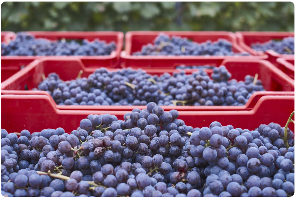 Entrada de uva a bodegas
