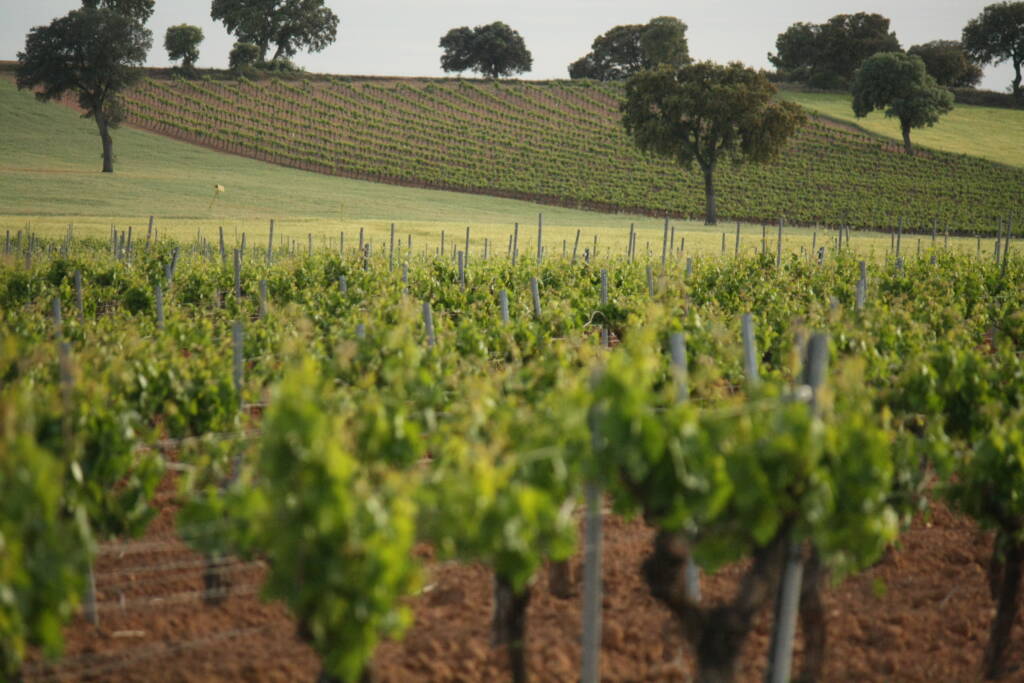 Viñedo Bodegas Muñoz