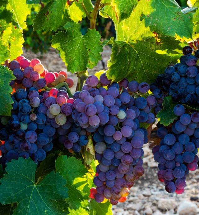 variedades de uva