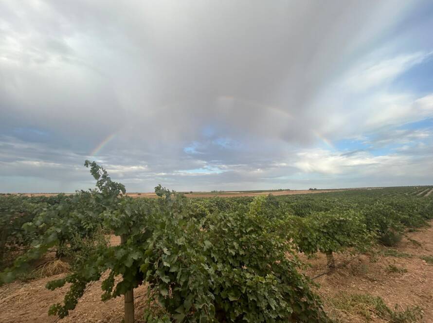 Viñedos Bodegas Muñoz